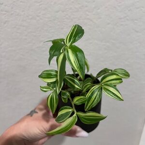 Green and White Variegated Tradescantia Plant “Baby Bunnies”